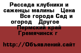 Рассада клубники и саженцы малины › Цена ­ 10 - Все города Сад и огород » Другое   . Пермский край,Гремячинск г.